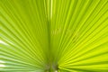 Green leaf petten texture background