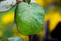 Green leaf Royalty Free Stock Photo