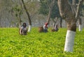 Green leaf pickers on a tea plantation