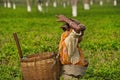 Green leaf pickers on a tea plantation