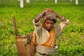 Green leaf pickers on a tea plantation Royalty Free Stock Photo