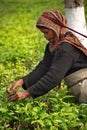 Green leaf pickers on a tea plantation
