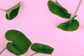 Green leaf on pink background, flat lay, top, view, punchy pastel, duo tone.