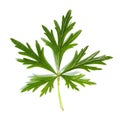 Green leaf of a plant