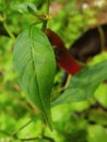 Green leaf of plant Royalty Free Stock Photo