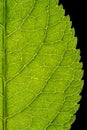 Green leaf of a plant on a black background. Royalty Free Stock Photo