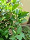 Green Leaf Plant close up shoot in a garden. Ficus Nitida Green Plant closer look Royalty Free Stock Photo