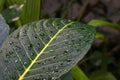 On the green leaf of the plant drops after the rain.