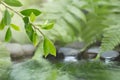 Green leaf of plant with fern and pebble on water Royalty Free Stock Photo