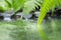 Green leaf of plant with fern and pebble on water Royalty Free Stock Photo