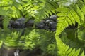 Green leaf of plant with fern and pebble on water Royalty Free Stock Photo