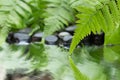 Green leaf of plant with fern and pebble on water Royalty Free Stock Photo