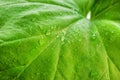 Green leaf of a plant or flower with water drops from the rain. Pure nature close up Royalty Free Stock Photo