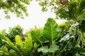 green leaf plant in garden