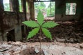 green leaf plant growing in abandoned building Royalty Free Stock Photo