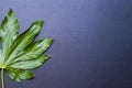 Green leaf of plant growing in wild on black background Royalty Free Stock Photo