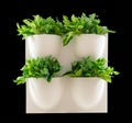 Green leaf plant in hanging flower pot Royalty Free Stock Photo