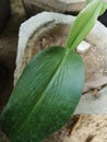 Green leaf plant in the pot