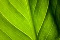 Green leaf of the plant with the structure of nutrient vessels, the biochemistry of photosynthesis, processing of carbon dioxide b Royalty Free Stock Photo