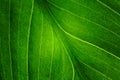 green leaf of the plant with the structure of nutrient vessels, the biochemistry of photosynthesis, processing of carbon dioxide b Royalty Free Stock Photo