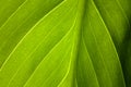 green leaf of the plant with the structure of nutrient vessels, the biochemistry of photosynthesis, processing of carbon dioxide b Royalty Free Stock Photo