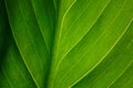 green leaf of the plant with the structure of nutrient vessels, the biochemistry of photosynthesis, processing of carbon dioxide b Royalty Free Stock Photo