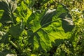 Green leaf of plant in sunlight