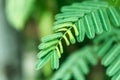 Green leaf plant in tropical country Royalty Free Stock Photo