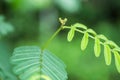 Green leaf plant in tropical country Royalty Free Stock Photo