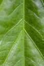 Green leaf of the plant with veins, close-up. Concept: performing functions necessary for plant life, reticular venation.