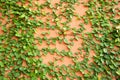 Green leaf plant wall Royalty Free Stock Photo