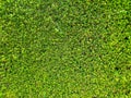 Green leaf plant wall backgrounds Royalty Free Stock Photo