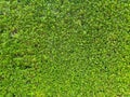 Green leaf plant wall backgrounds Royalty Free Stock Photo