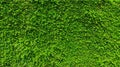 Green leaf plant wall, Long green hedge or green leaves wall. Royalty Free Stock Photo