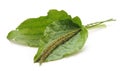 Green leaf of plantain Royalty Free Stock Photo