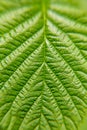 Green leaf plants close up. Macro. Textured background