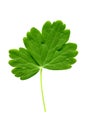 Green leaf plants close up on white background