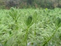 green leaf plants with waterdrops background Royalty Free Stock Photo