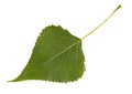 Green leaf of poplar tree isolated on white background