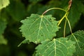 Green leaf of Populus tremola (aspen) with many holes