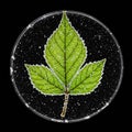 A green leaf is positioned inside a circular Petri dish against a black background Royalty Free Stock Photo