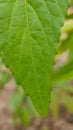 green leaf on pto with macro lens