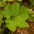 Green leaf pumpkin rock brown dirt