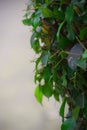 Green leaf in rain with background