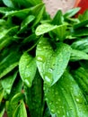 Green leaf rain beautiful droplets Royalty Free Stock Photo