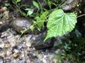 A green leafÃ¯Â¼ÅAfter the rain, a beautiful leaf, happy growth