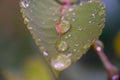 Green Leaf Rain Drop