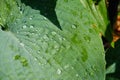 Green leaf with rain drop in jungle. Water drop on leaves. Green leaf texture background with minimal pattern Royalty Free Stock Photo