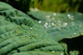 Green leaf with rain drop in jungle. Water drop on leaves. Green leaf texture background with minimal pattern Royalty Free Stock Photo