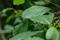 Green leaf with rain drop in jungle Royalty Free Stock Photo